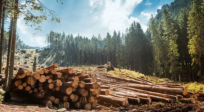 Bild für Europäische Holzhandelsverordnung (EUTR) Schäfer GmbH & Co. KG Melle
